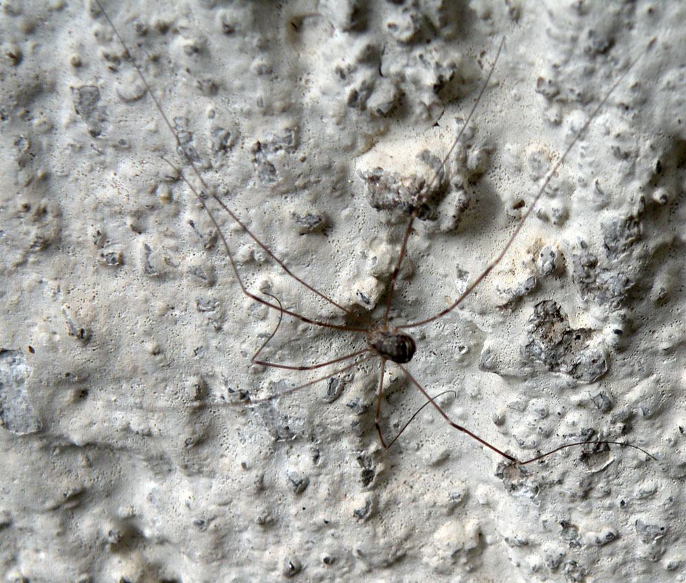 Dalle Dolomiti del Brenta: Leiobunum sp.